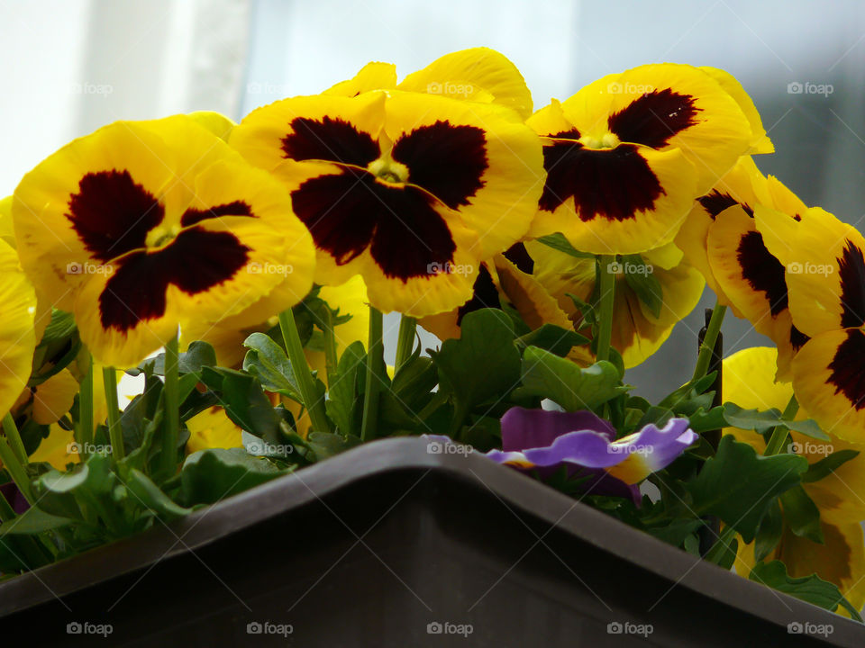 Low angle view of yellow pansies on window pane in Berlin, Germany.