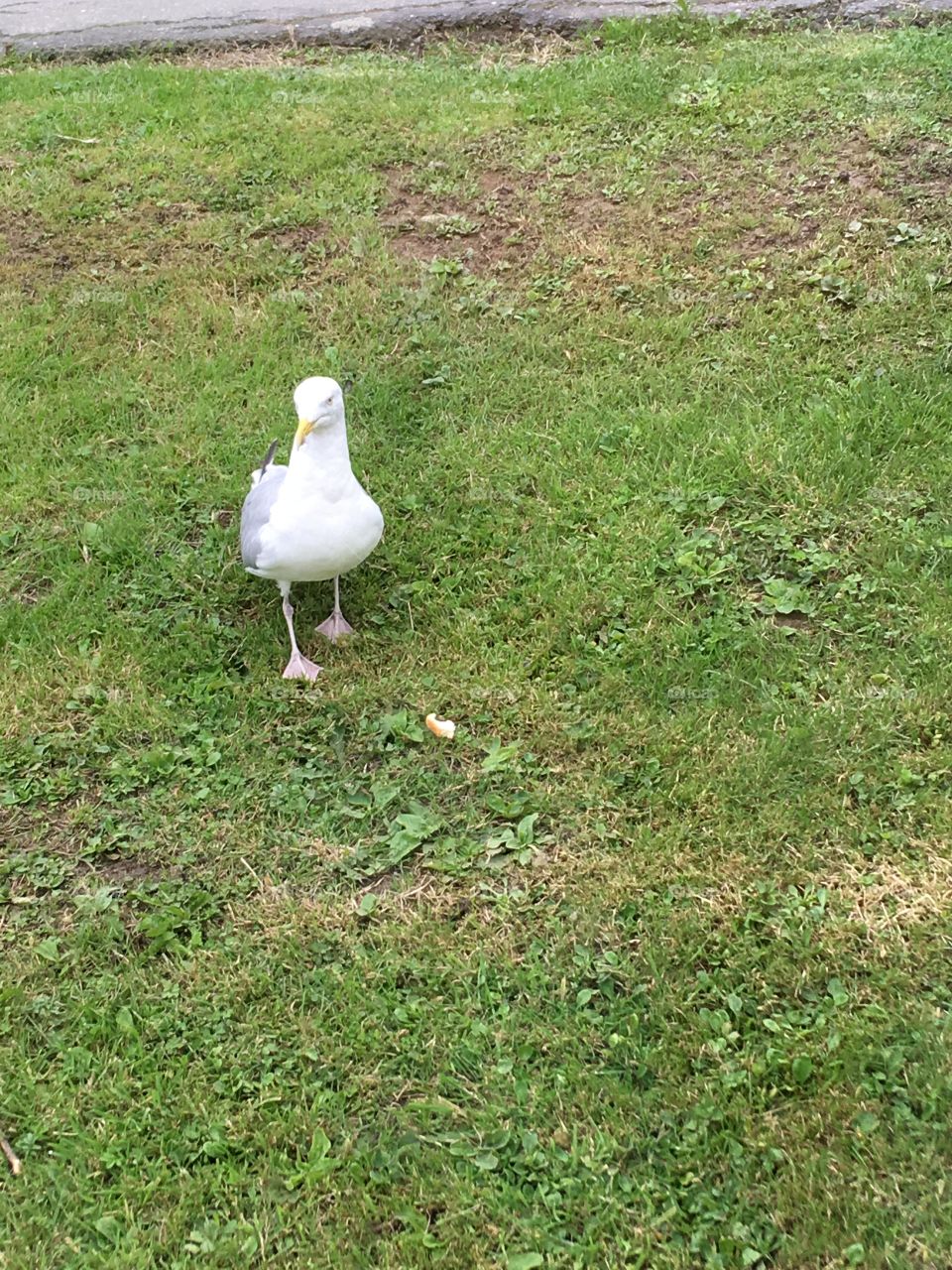 Seagull cheeky 