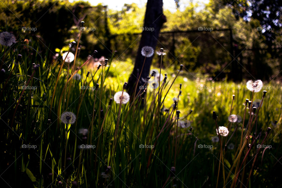 dandelion field