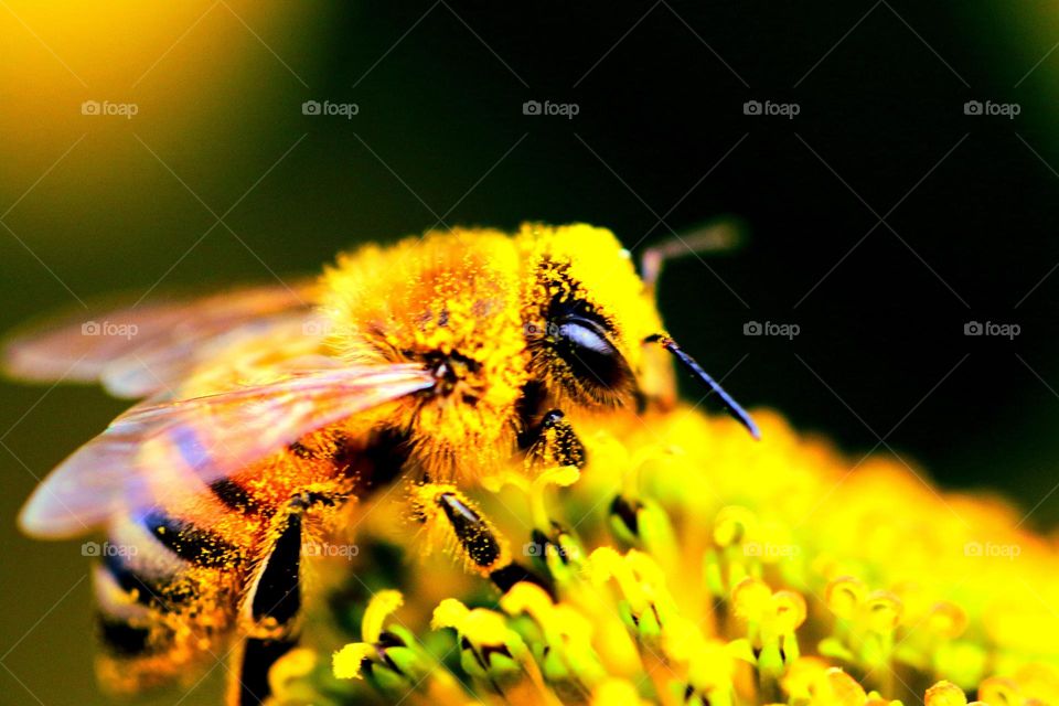 Bieneauf Blüte mit Blütenstaub