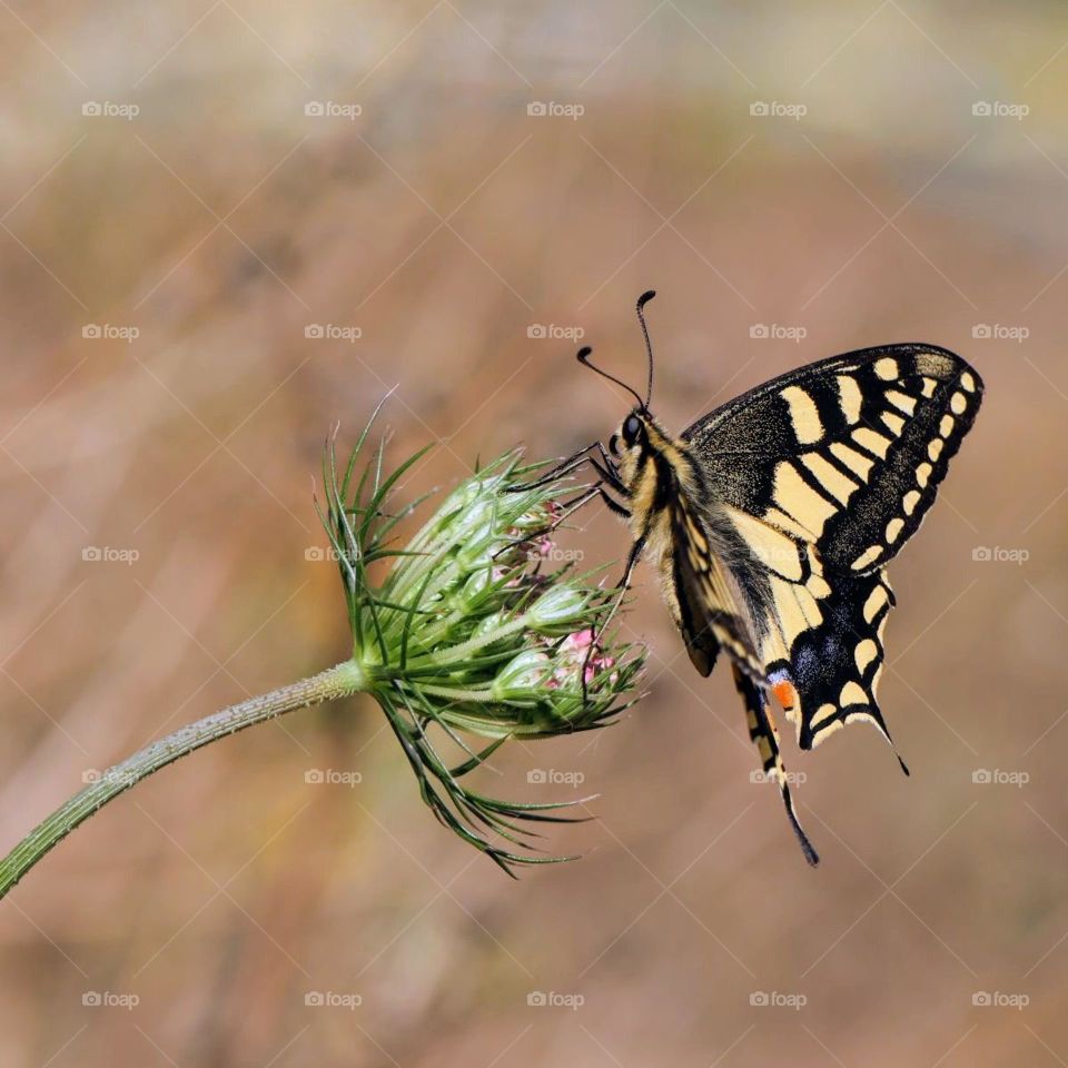 Swallowtail