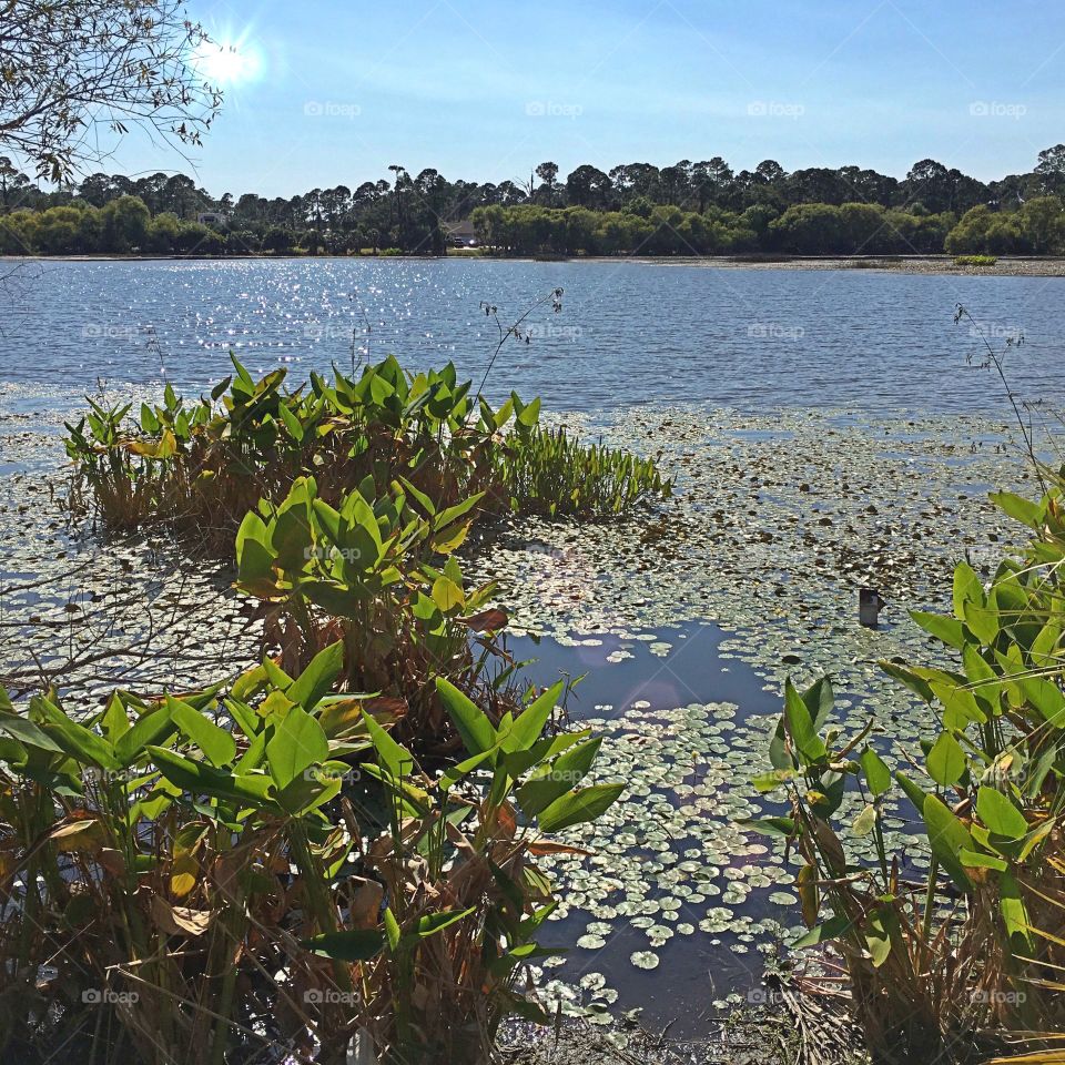 Lakeside view