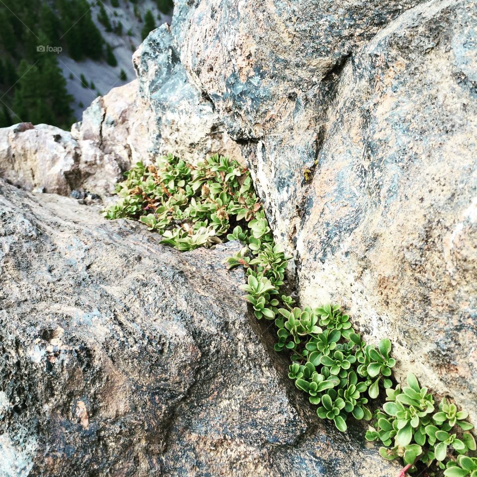 Life on the edge: Summit of Newbery Crater at 7,984 ft above sea level.  Newbery Crater National Monument, Oregon