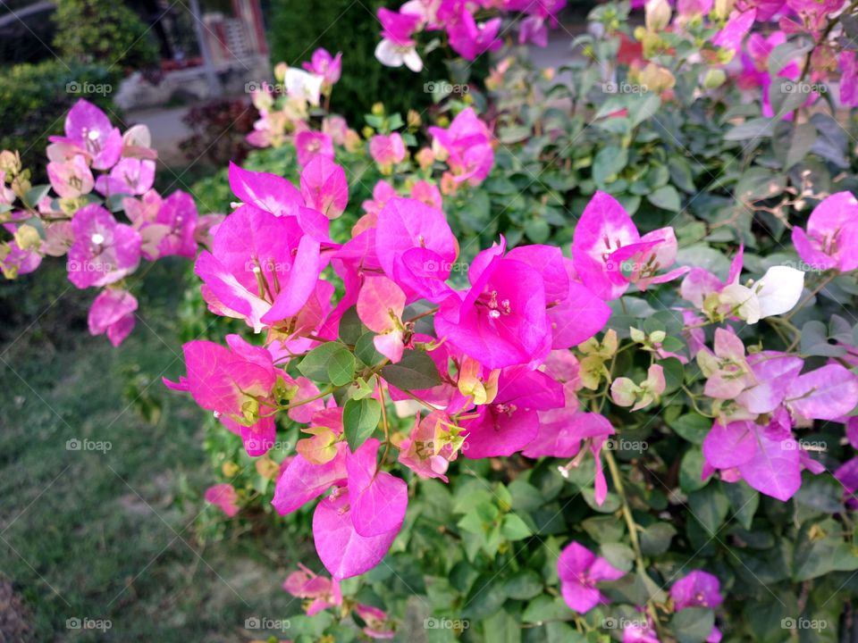 pink flowers
