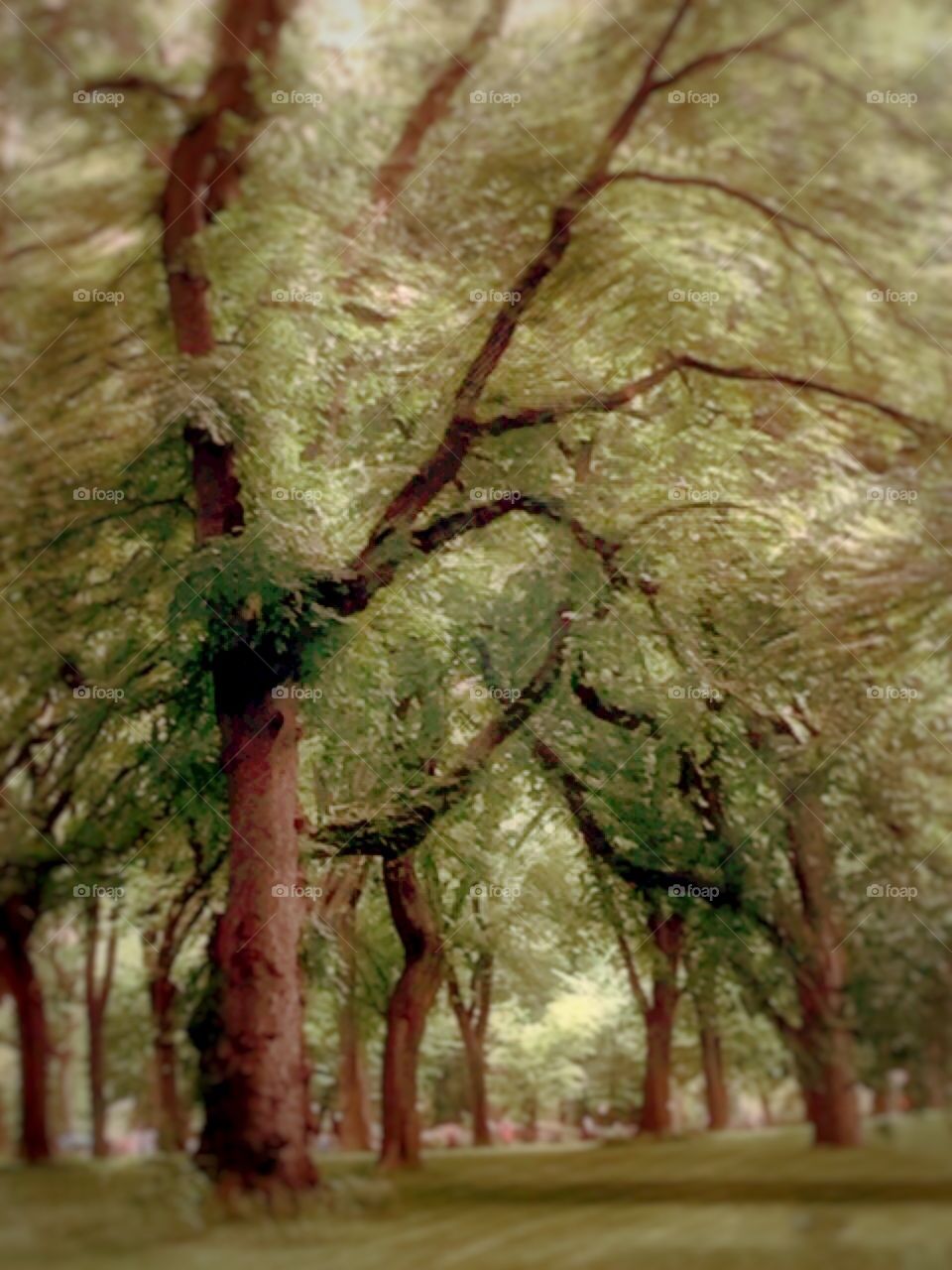 American Elm Trees- Central Park, New York City. 
