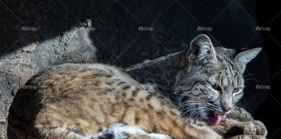 Lynx bobcat