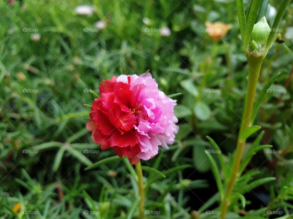 pink and red