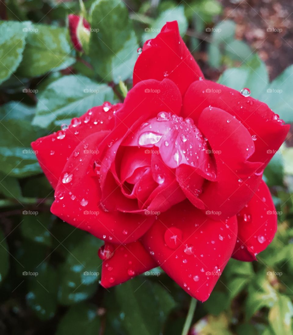 Rain and roses 