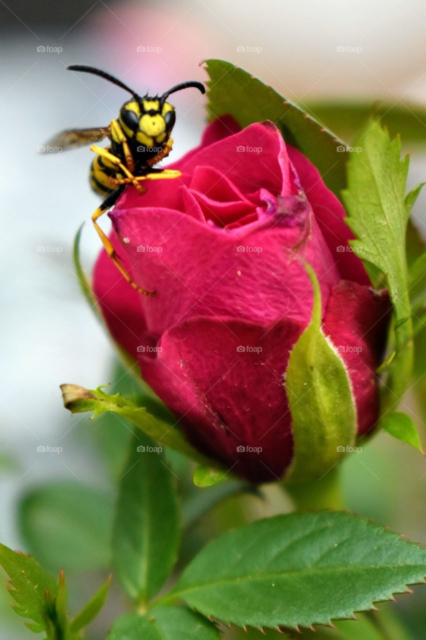 rose portrait