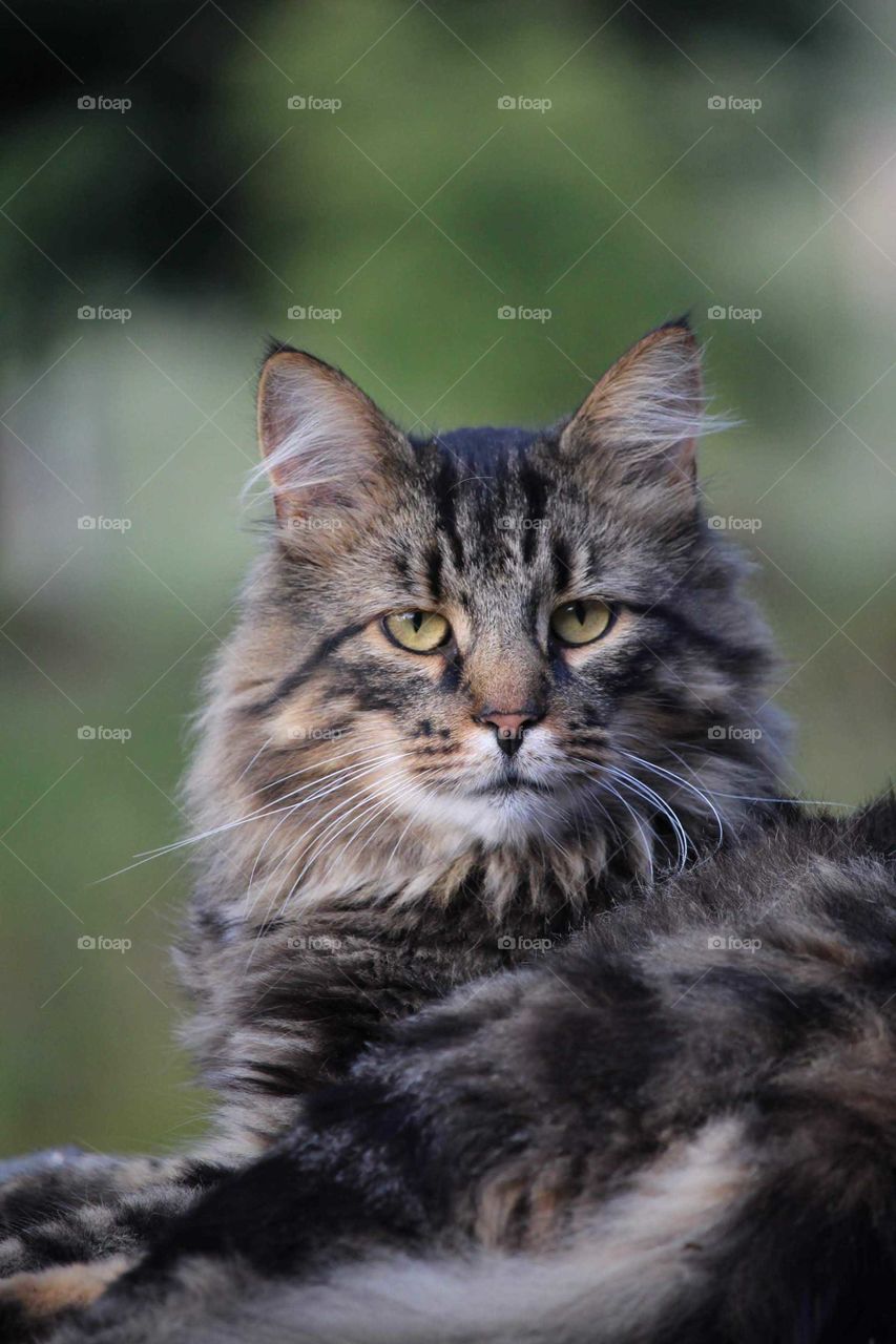 Mainecoon mixed cat