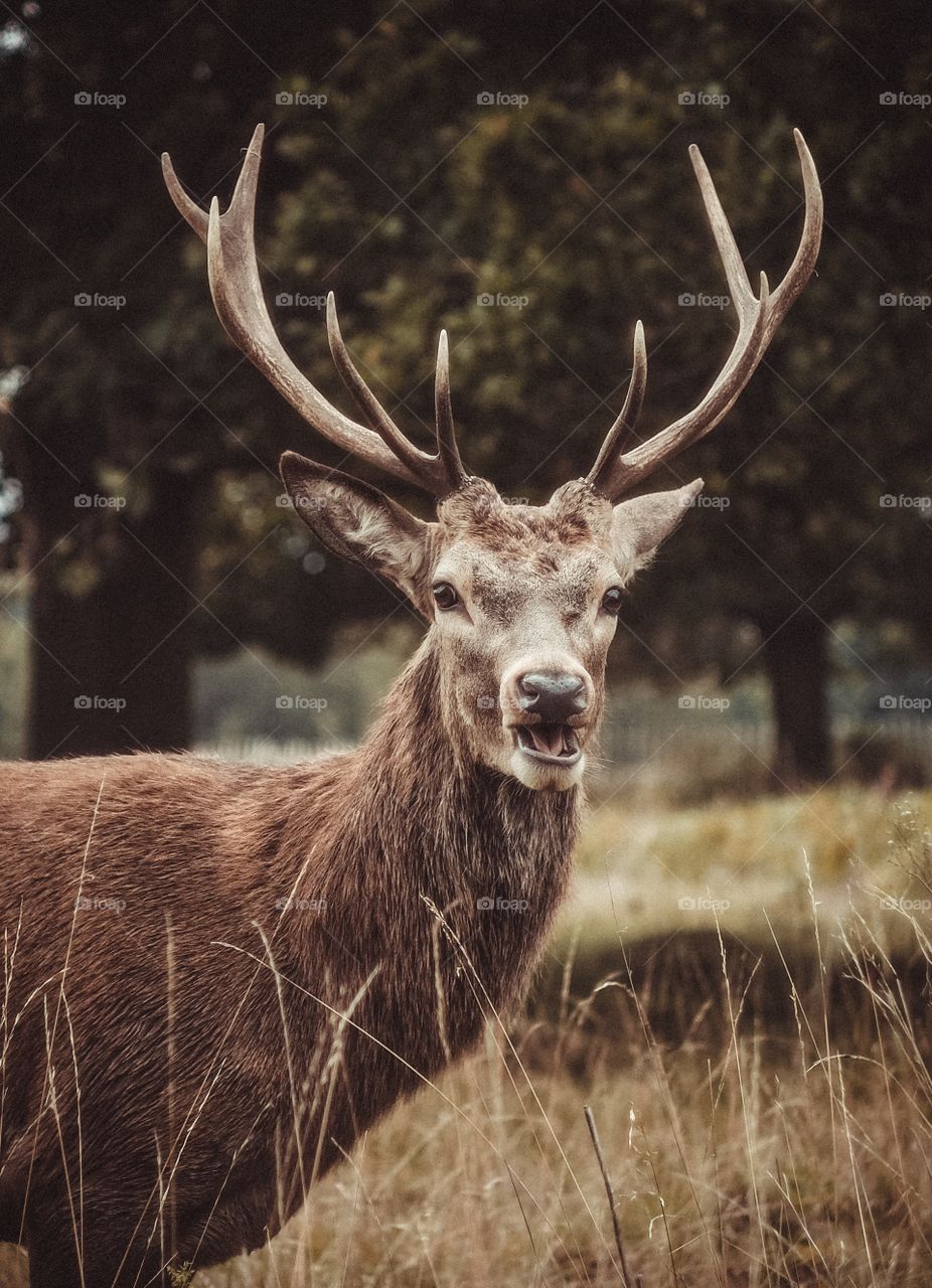 Richmond park