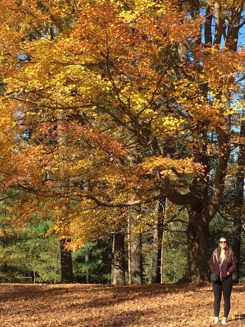 Some beautiful trees on the Biltmore Estate, the colors are phenomenal! 