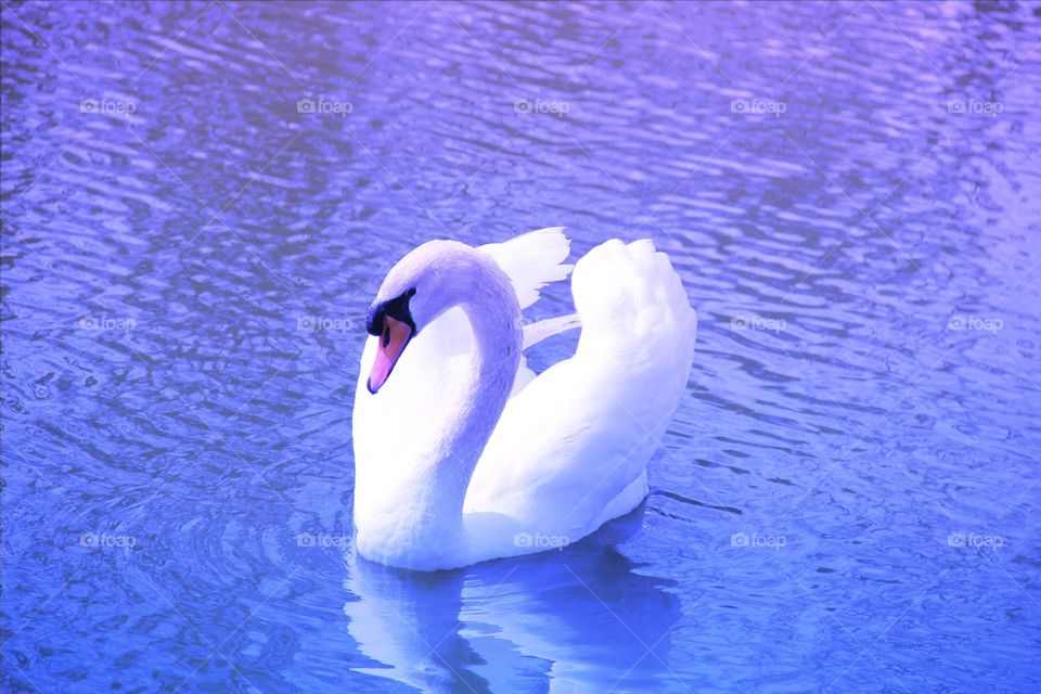 Swan - Cisne