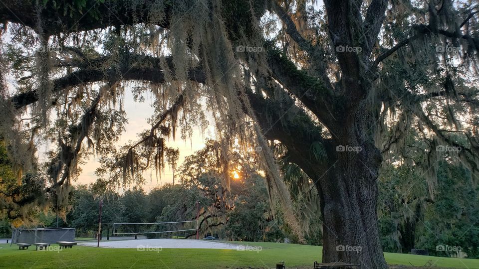 A sunset with an old oak tree whose Spanish moss is swaying in the breeze.