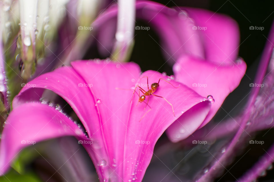 Ant in search of nectar.