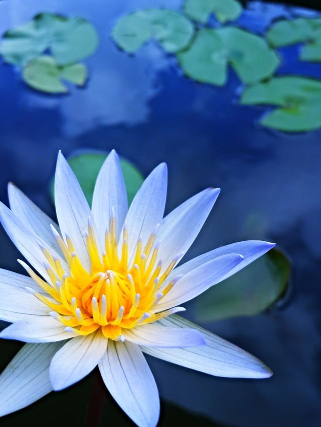 Lotus. Lotus