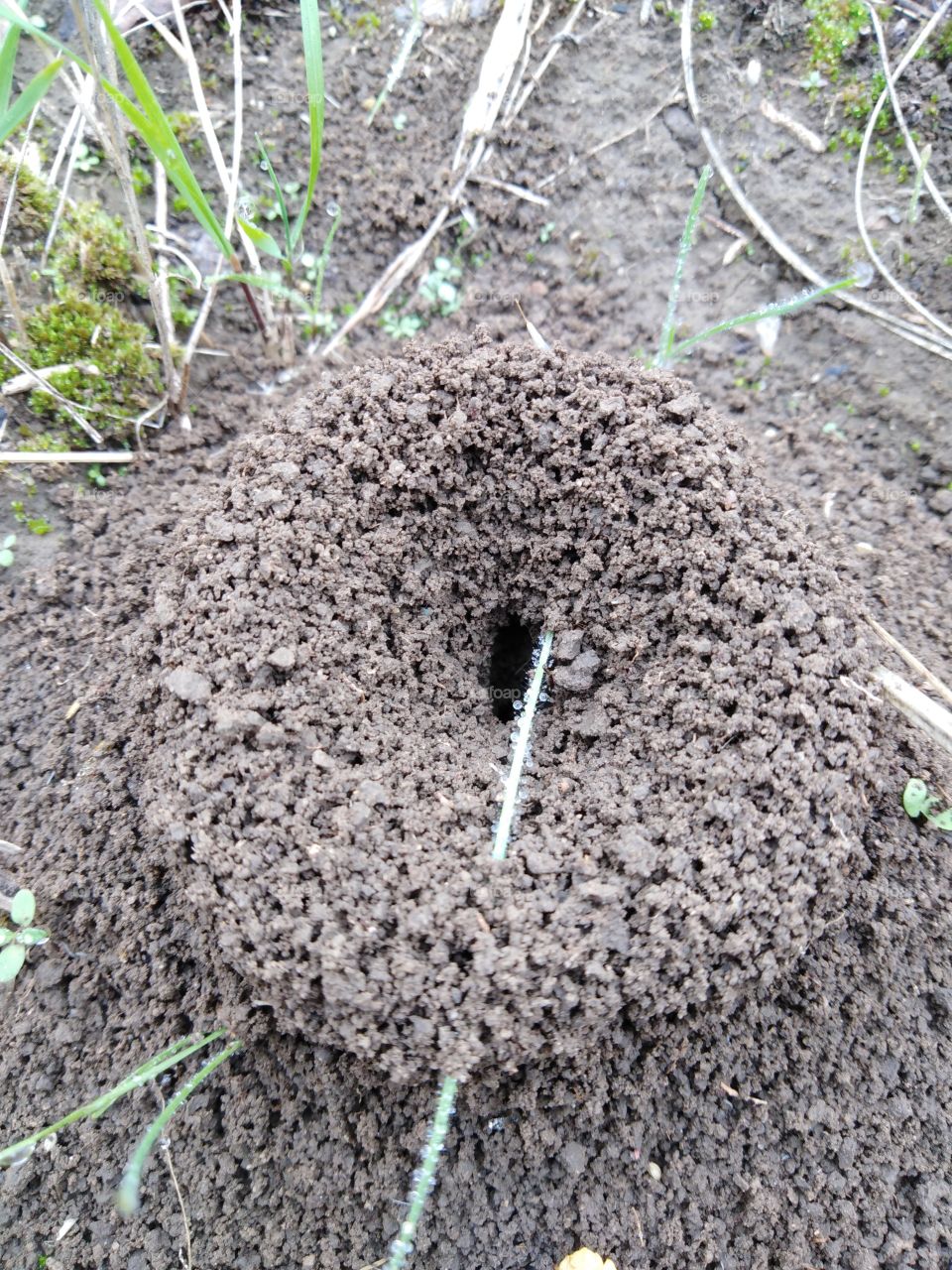 Anthill close up.
