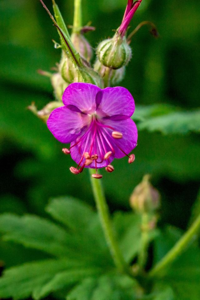 Geranium of Vasily the Blessed