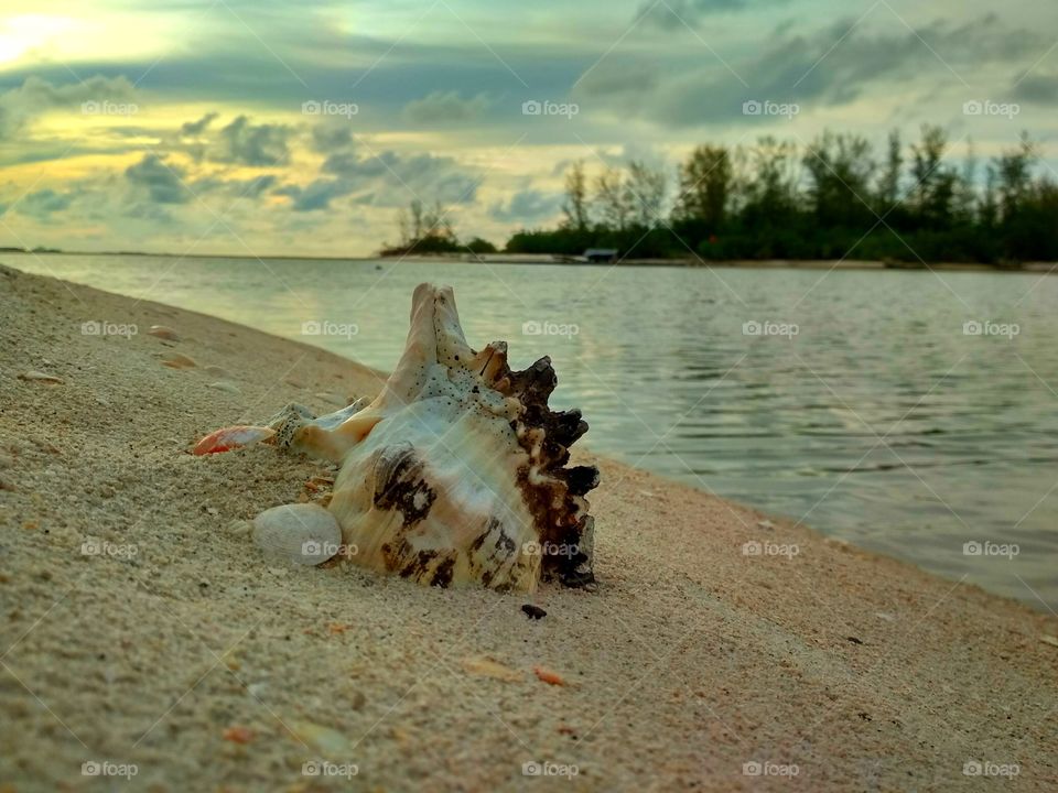 Sand burrows half shell