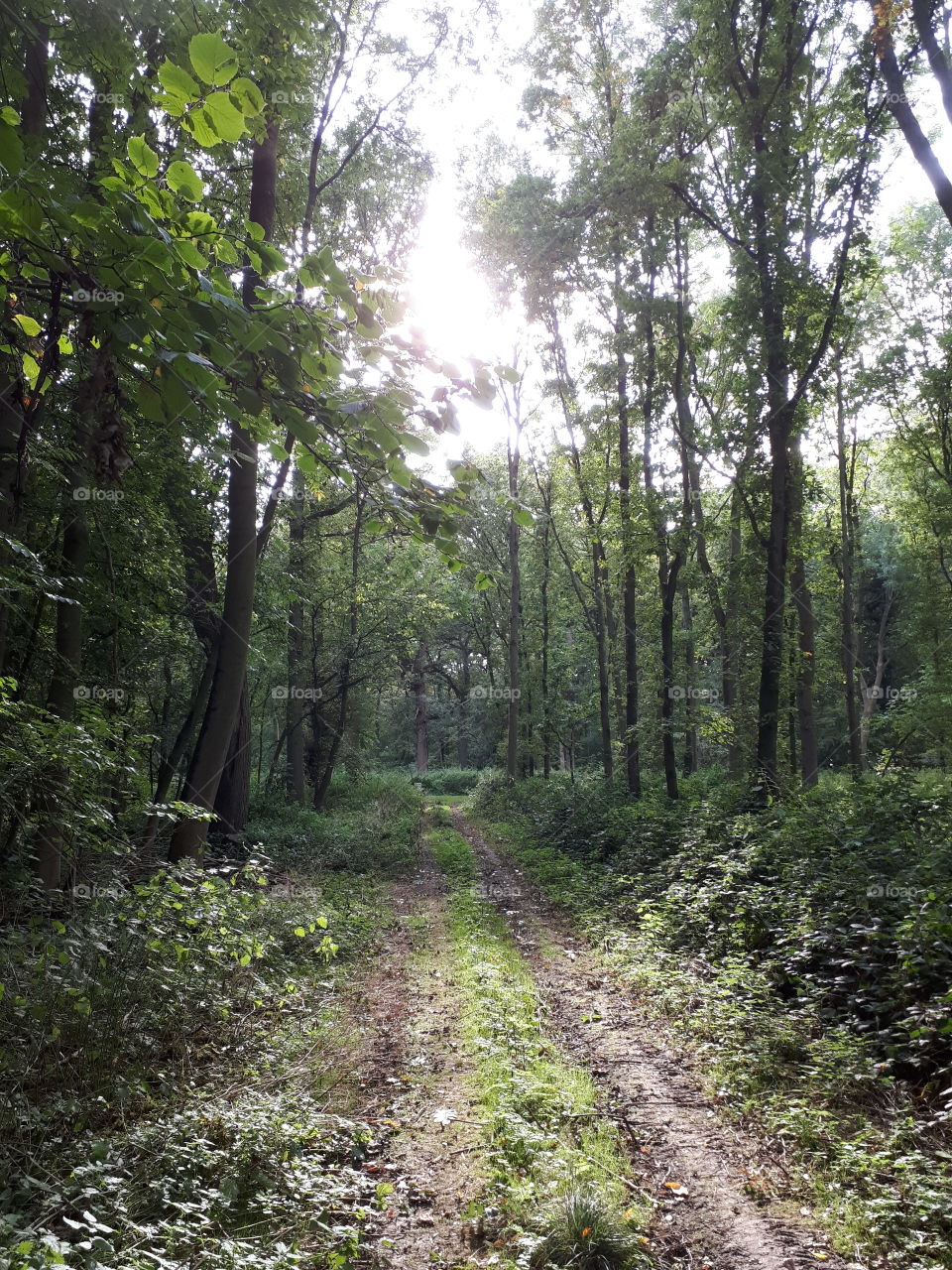 English Woodland