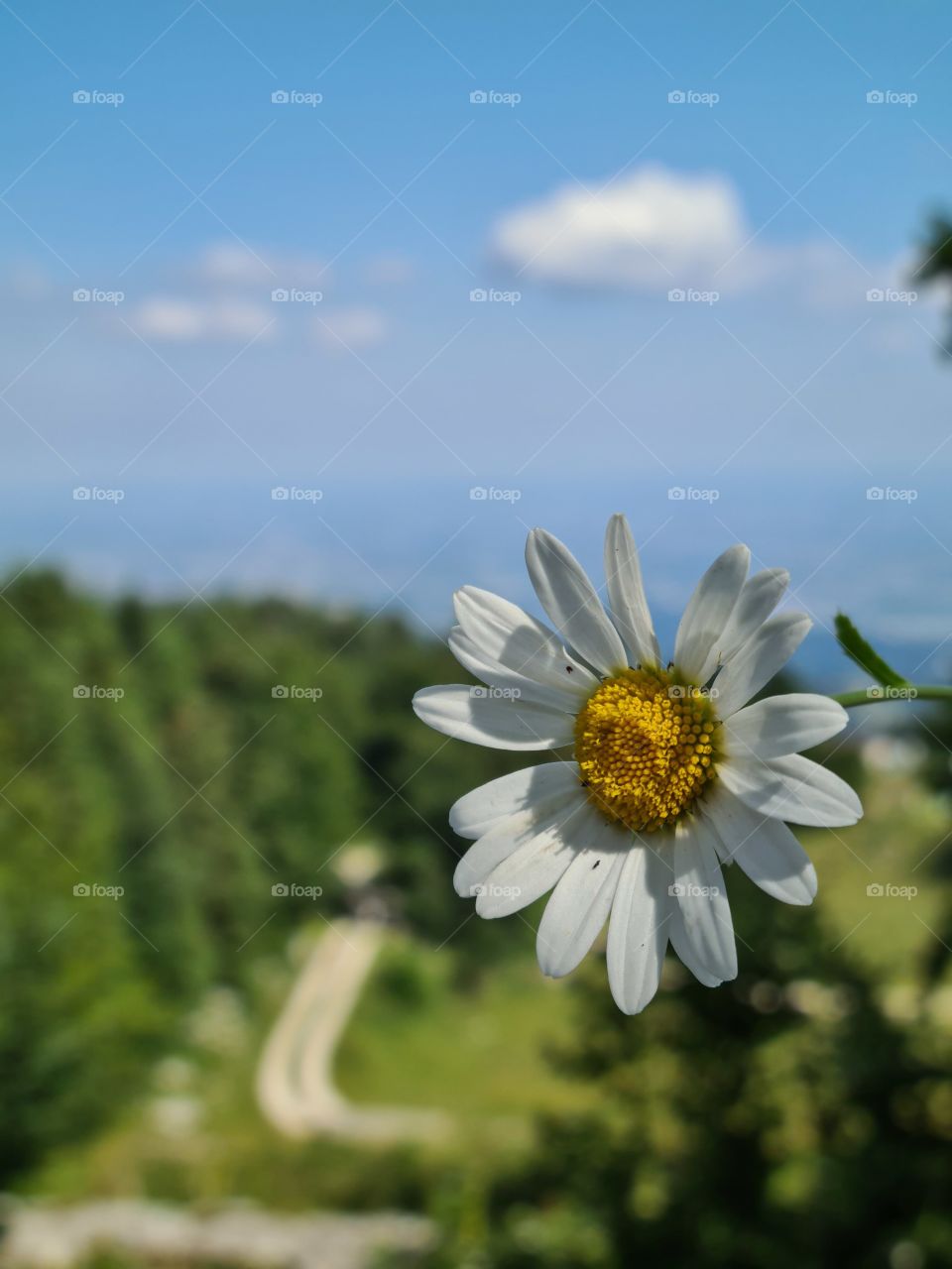 Mountain flowers