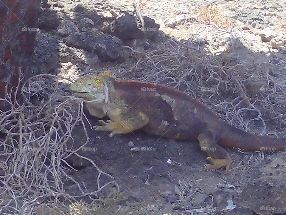 Iguana