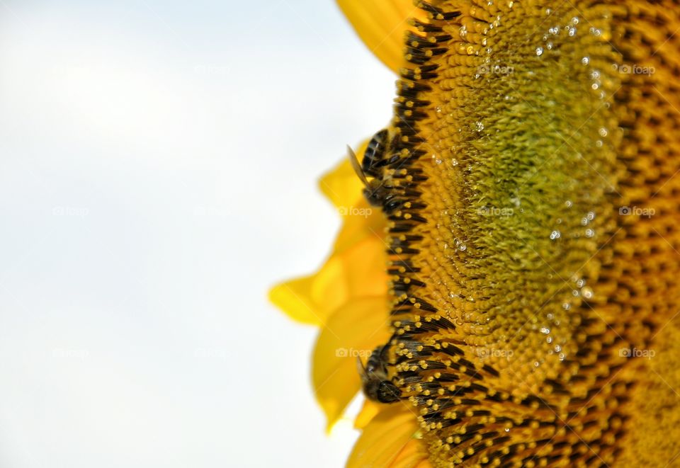 Big Sunflower and bees