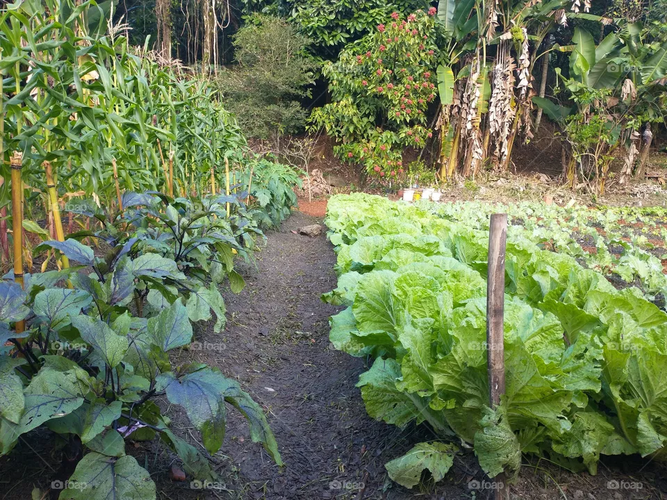 vegetables