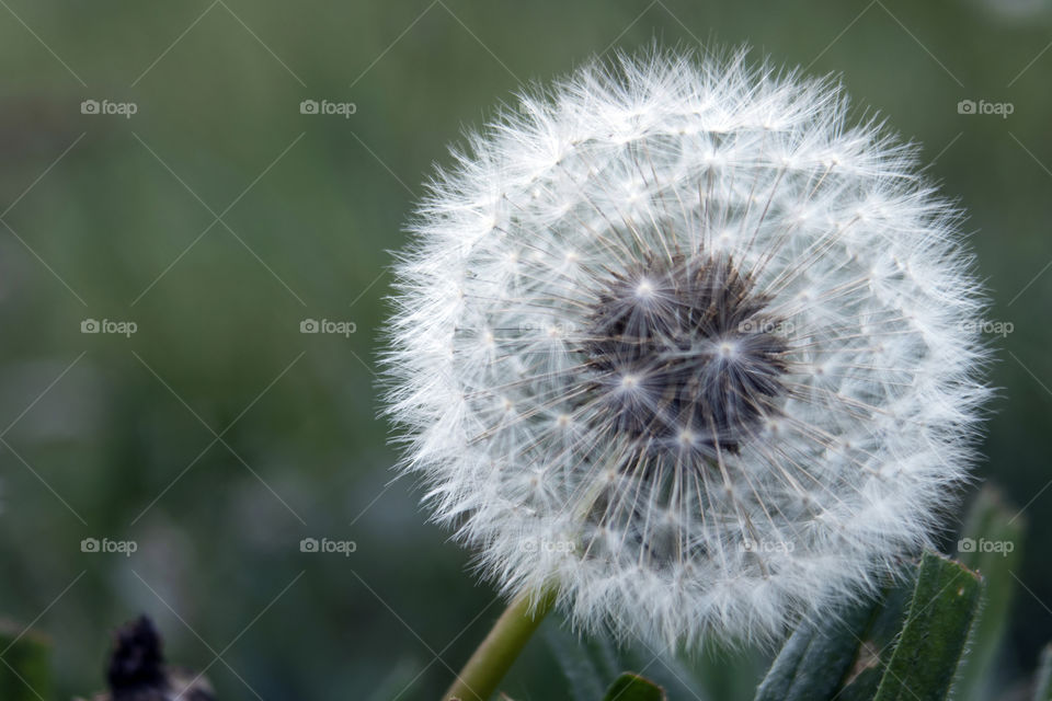 Candid sphere. Closeup of white and delicate sphere of dandelion flower with green meadow background