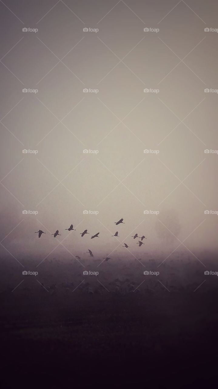 Mist birds