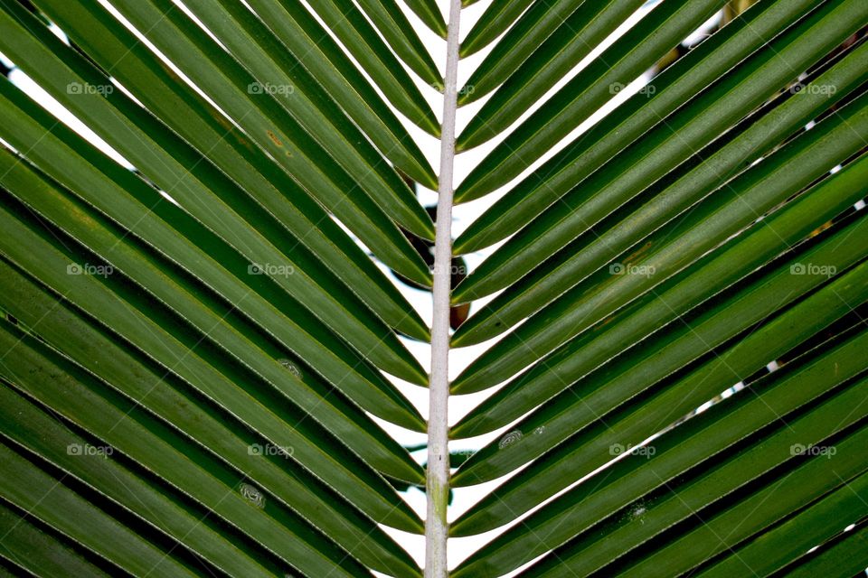 coconut leaf for texture pattern