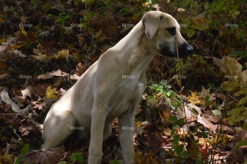 Frank, my fur nephew and trusty sidekick on adventures. 🐶🐾❤️