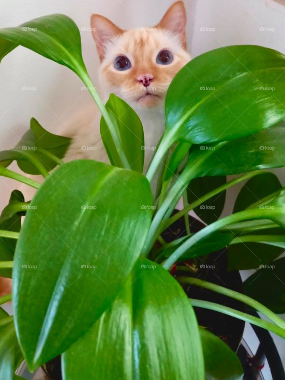 A cat behind to the plants