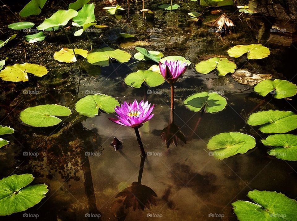 Water Lillies in Bloom