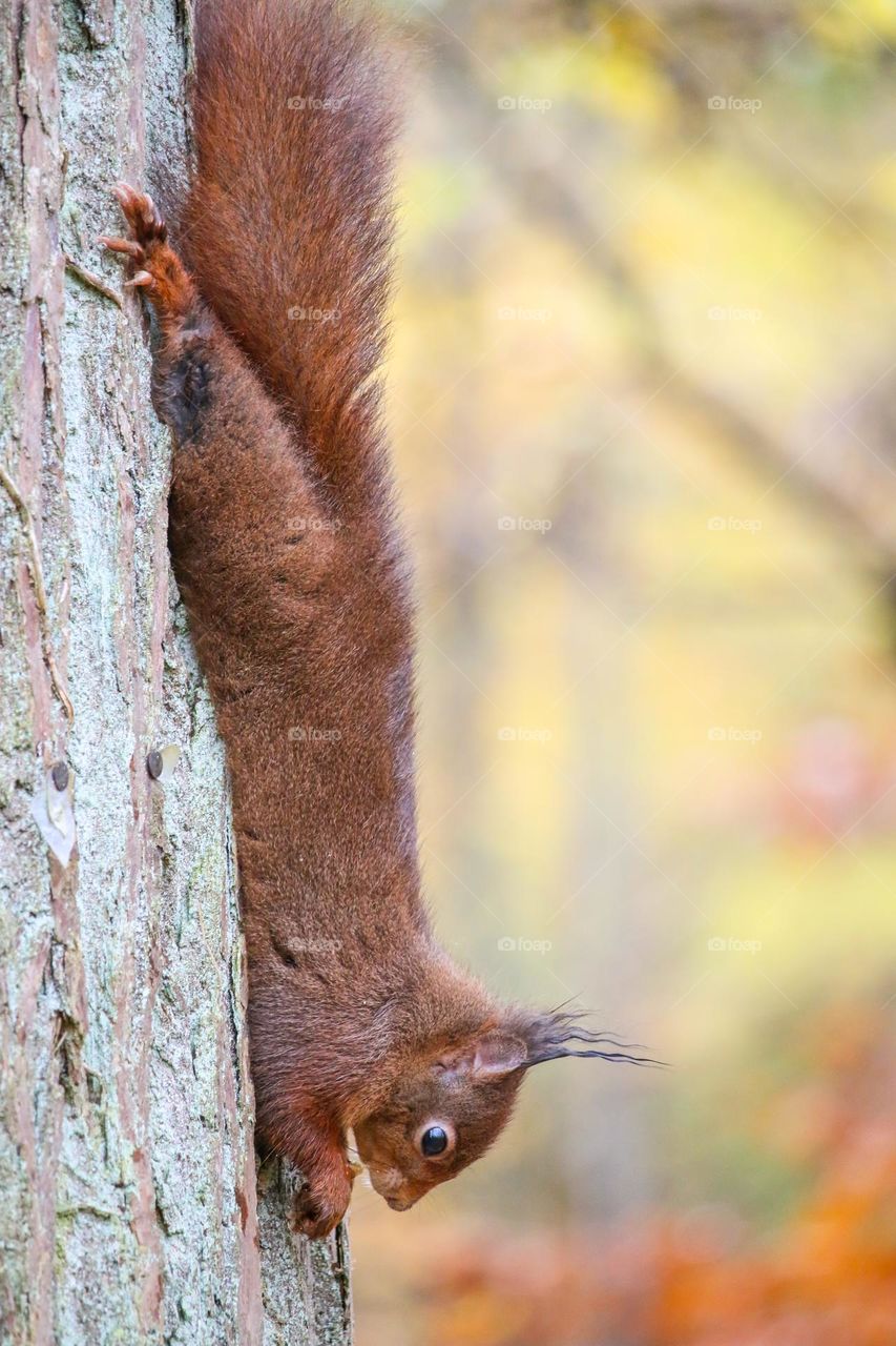 Squirrel eating nut upside down on a tree