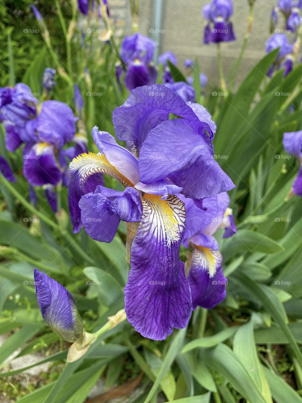 Purple flower