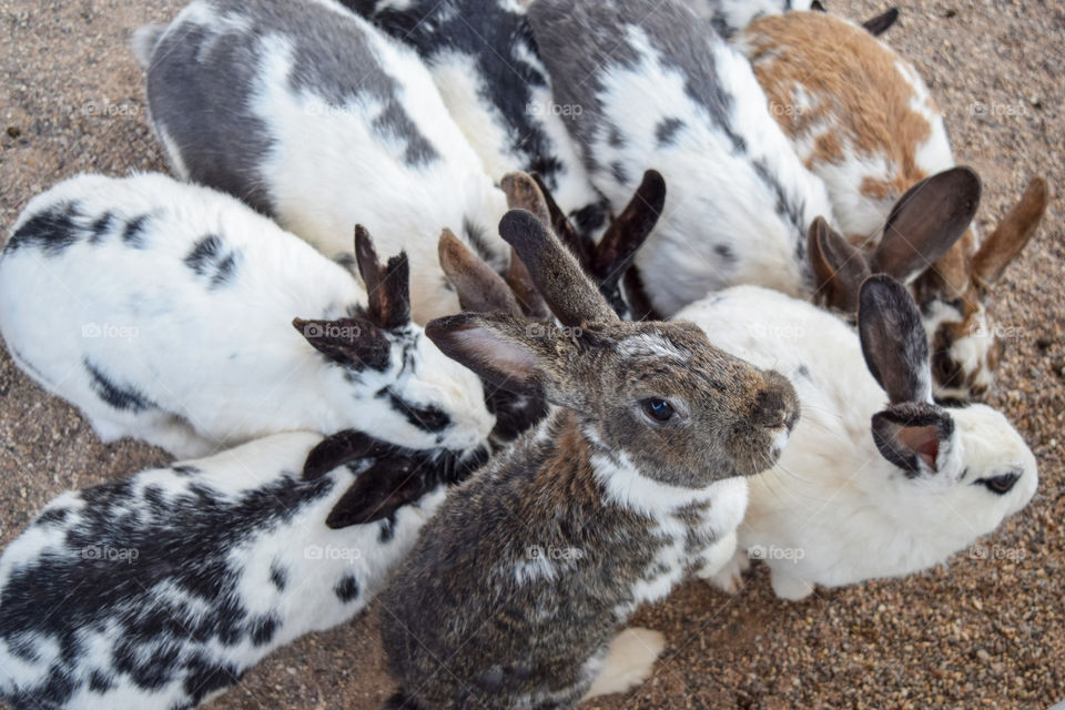 Rabbits huddled together