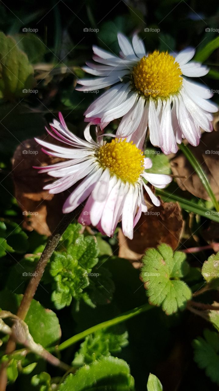 Daisy flower