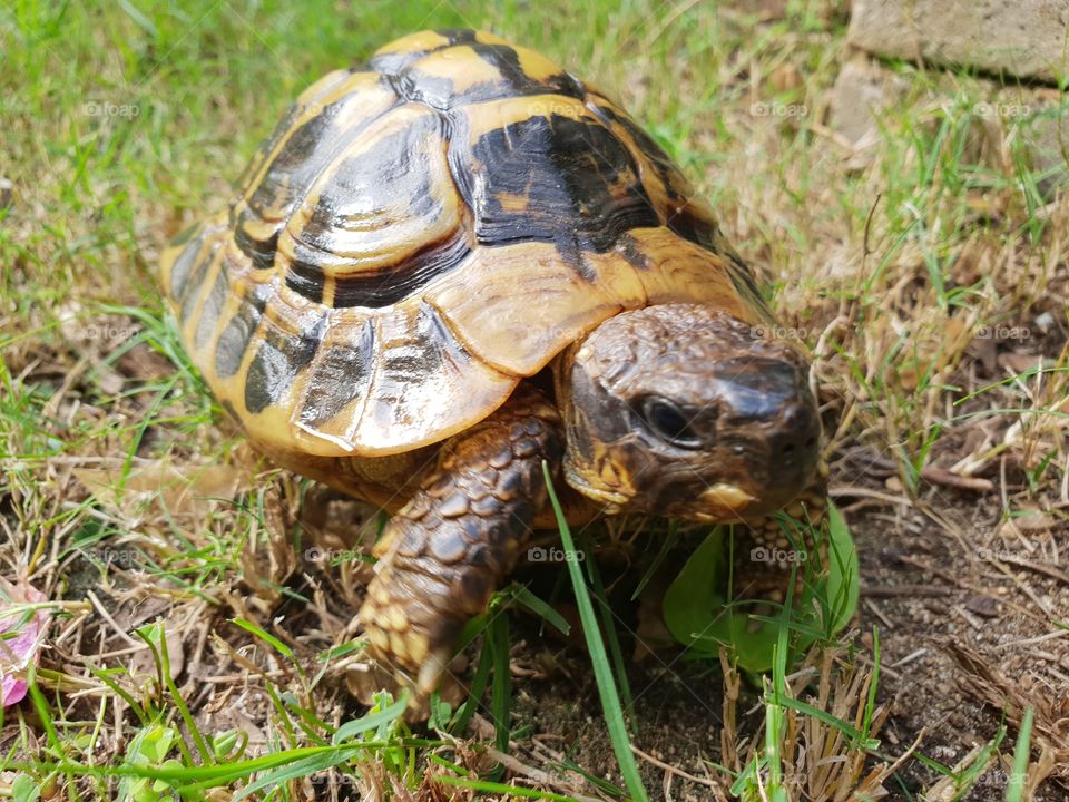 tortoise in the garden