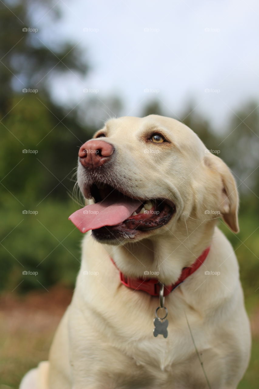 Dog, Pet, Cute, Portrait, Canine