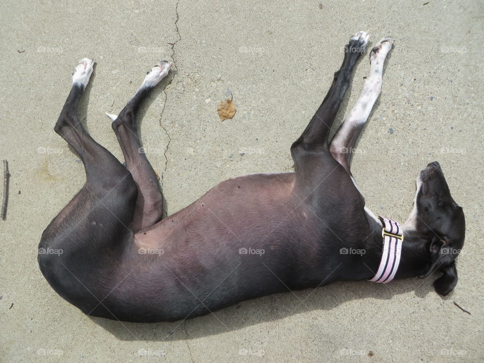 Galgo dog sleeping in the sun