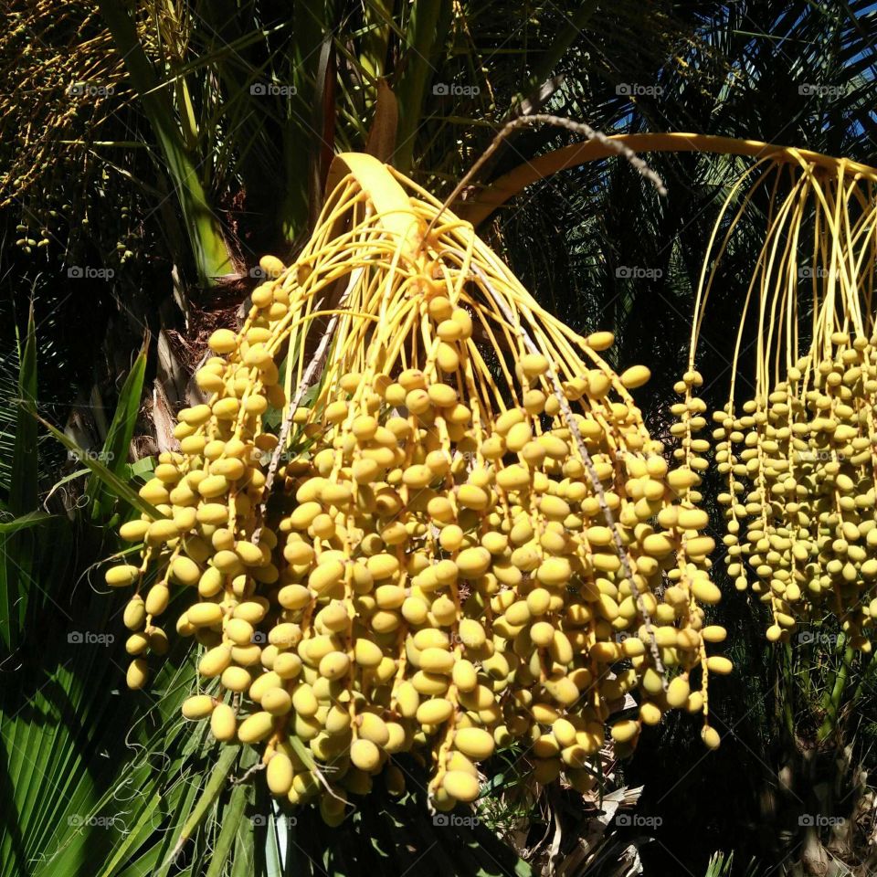 Date palm tree.