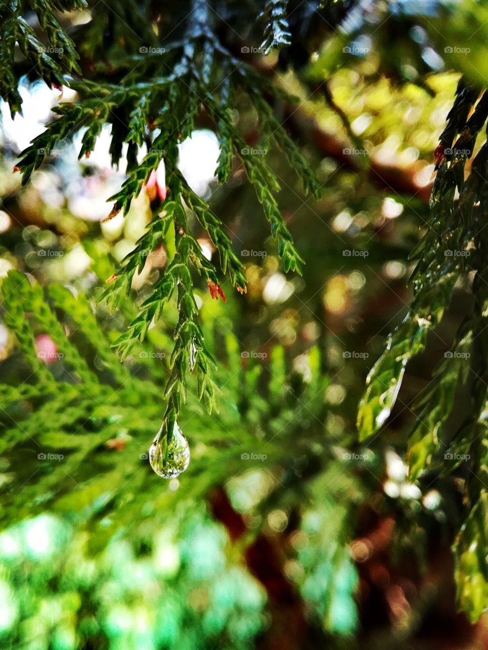 eau, water, conifère, conifer, pluie, rain