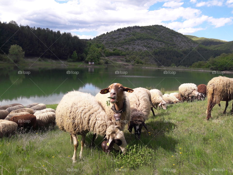 sheeps and dam