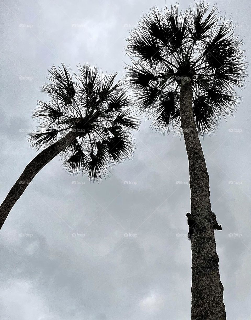 Palm Tree Inhabitants