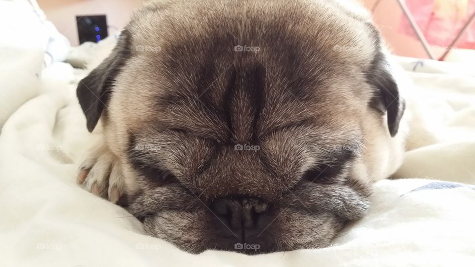 sleepy pug