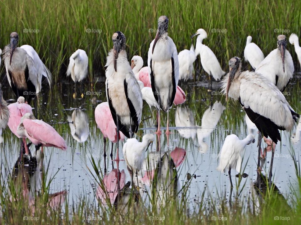 Living in harmony - This is the feeding grounds for several species of large wading birds such as the roseate spoonbills, wood storks, great blue herons, a variety of other herons, and a wide variety of egrets