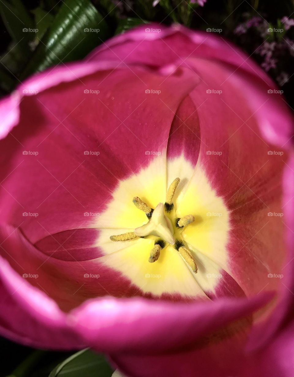 Tulip