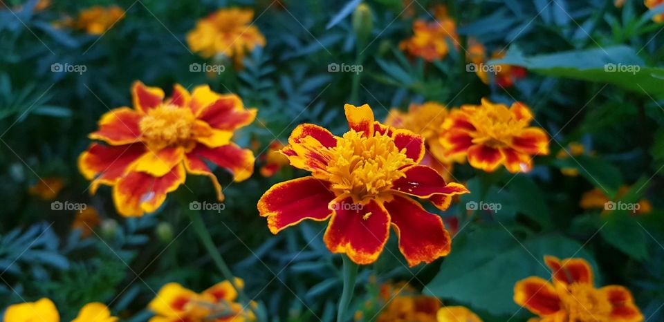 beautiful wild flowers