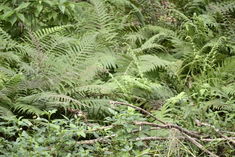 A mixture of green oak leaves and palm fern-like palm branches